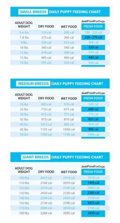 custom dog feeding instructions template  sample