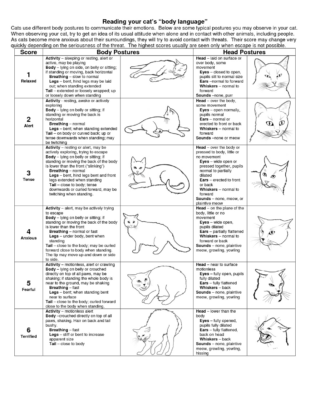 free printable cat care instructions template pdf example