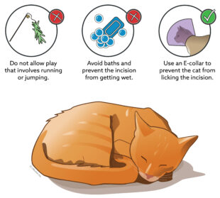 free  veterinary surgery discharge instructions template excel sample