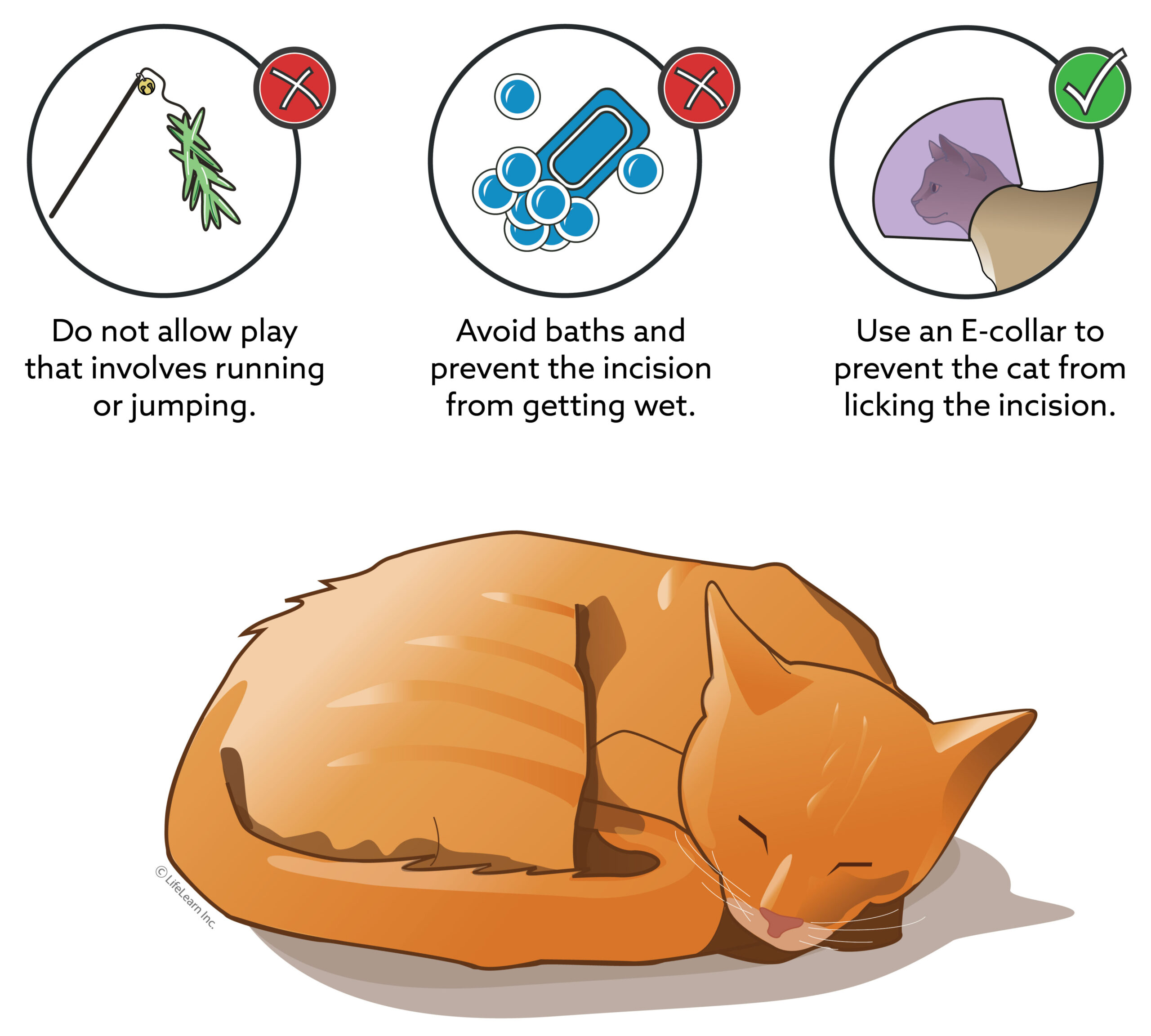 free  veterinary surgery discharge instructions template excel sample