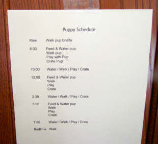 Free Editable Puppy Potty Training Schedule Template  Sample